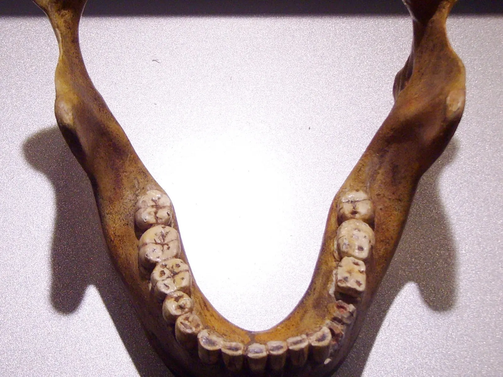 Unterkiefer von Mauer - Homo heidelbergensis